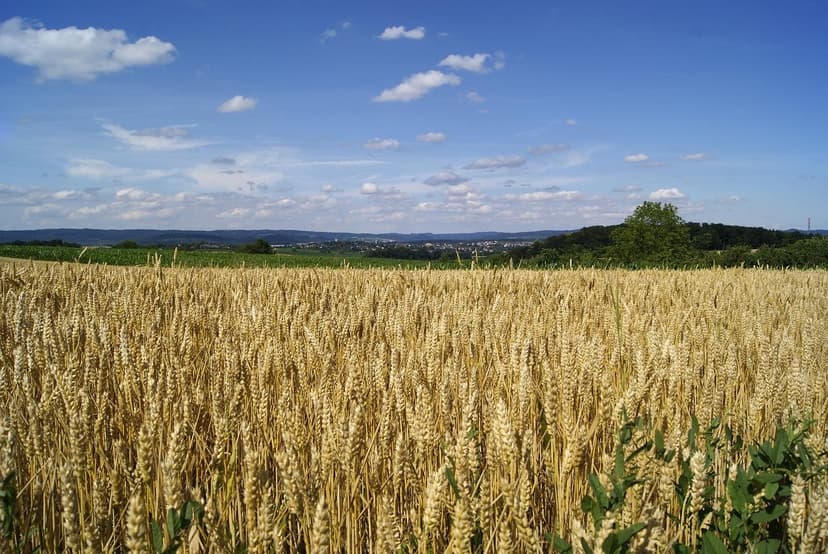 Schütze deine Ernte und nähre deinen Boden: Die Revolution der ökologi