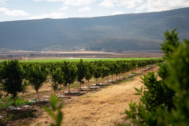 Resultados agronómicos en calidad de fruta para exportación