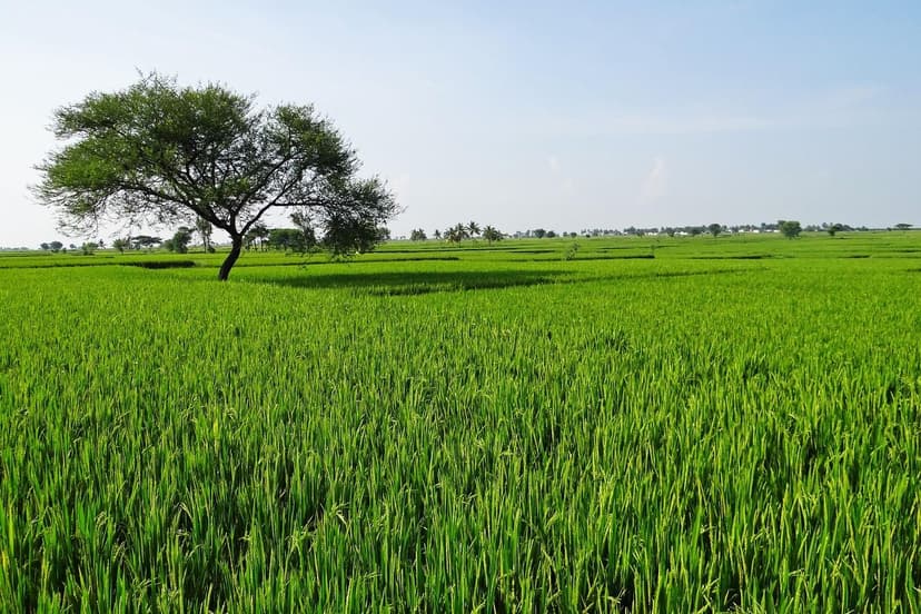 Tendencias en Bioestimulantes: Futuro de la Agricultura