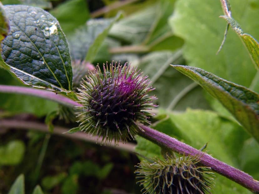 Fertilisants biologiques, organiques et écologiques : alternatives dur