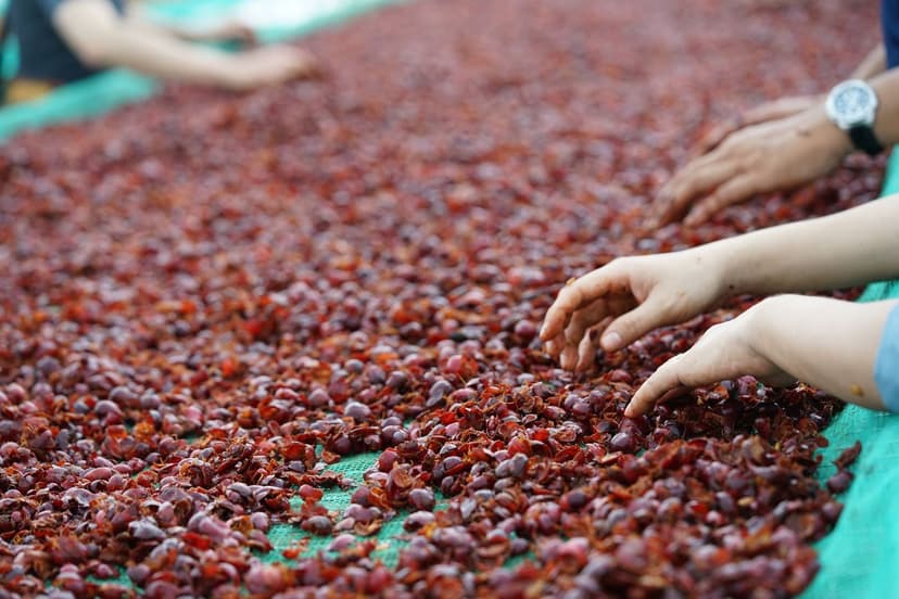 Manejo del Suelo para Producción Óptima de Berries
