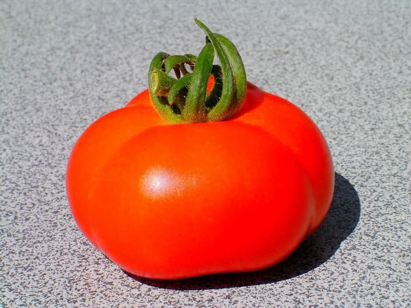 Biostimolanti e crescita radicale del pomodoro