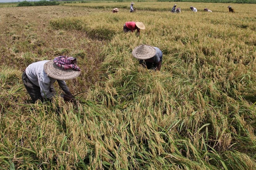 Bioestimulantes Ecológicos: Potenciadores Naturais do Crescimento das