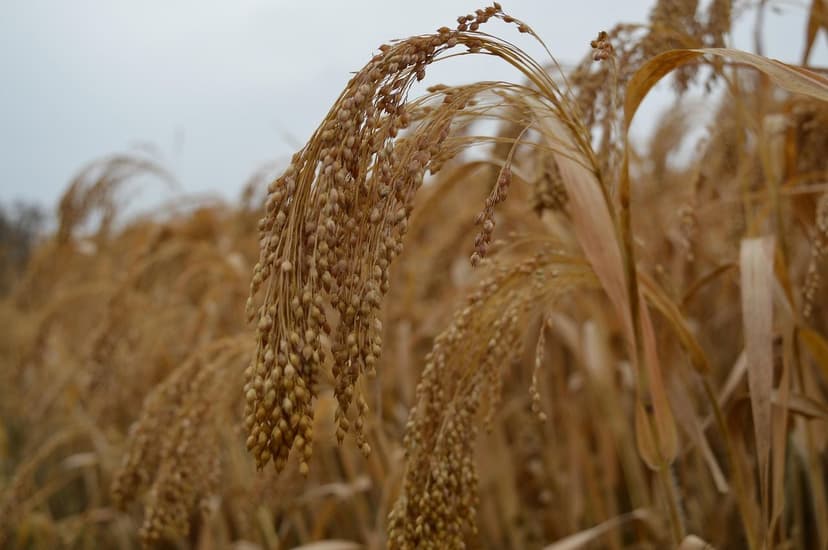Biostimulants for Vegetable Crops: Maximize Your Harvest