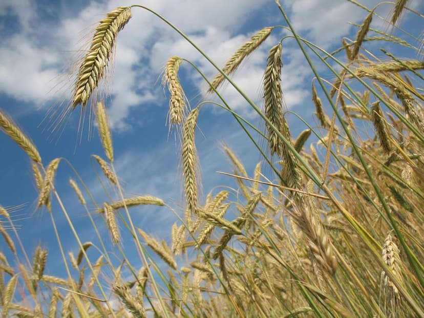 Bioestimulantes para Melhorar Cultivos na Europa