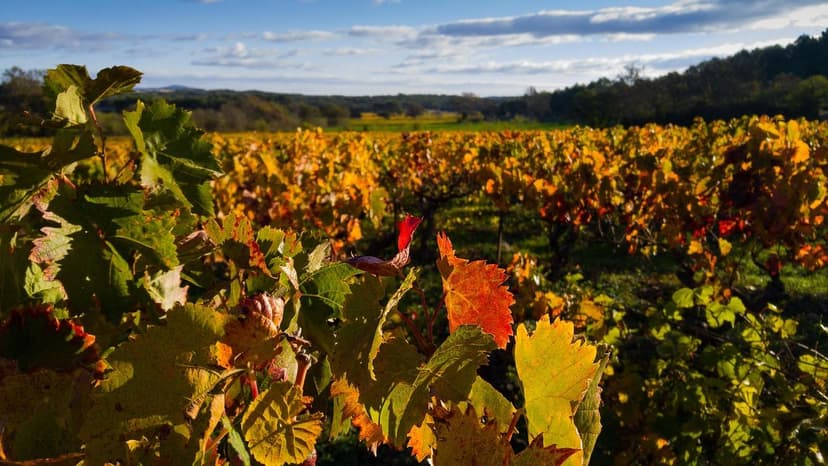 Tempranillo grapevine biostimulants: +25% yield in Ribera del Duero (2