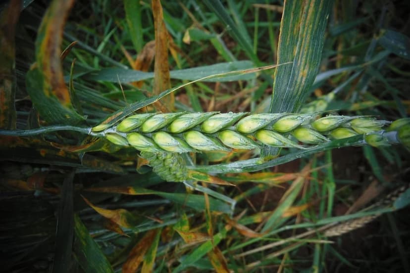 Biostimulants for Sustainable Agriculture in Latin America