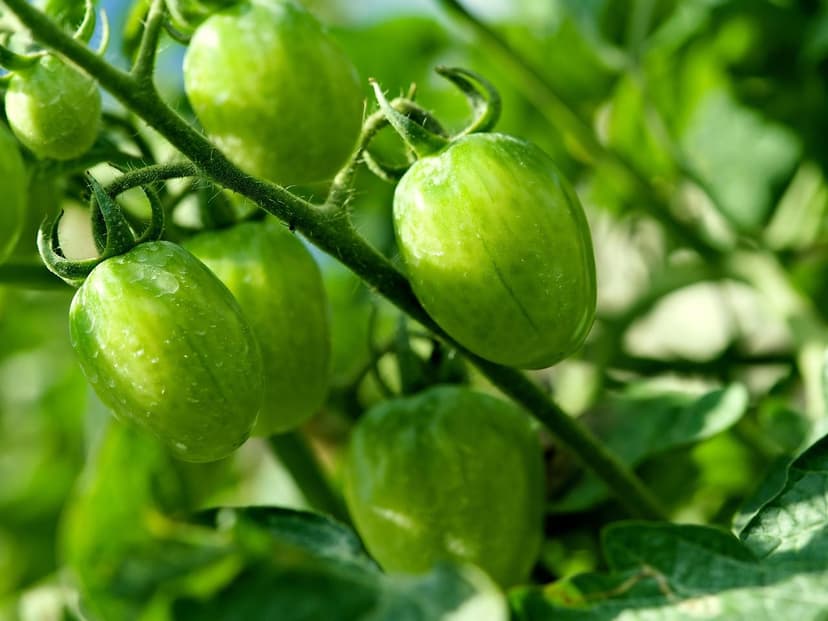 Como Corrigir a Deficiência de Nitrogênio no Tomate
