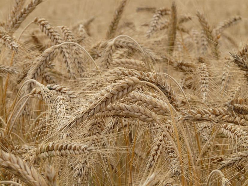 Benefits of Biostimulants in European Crops