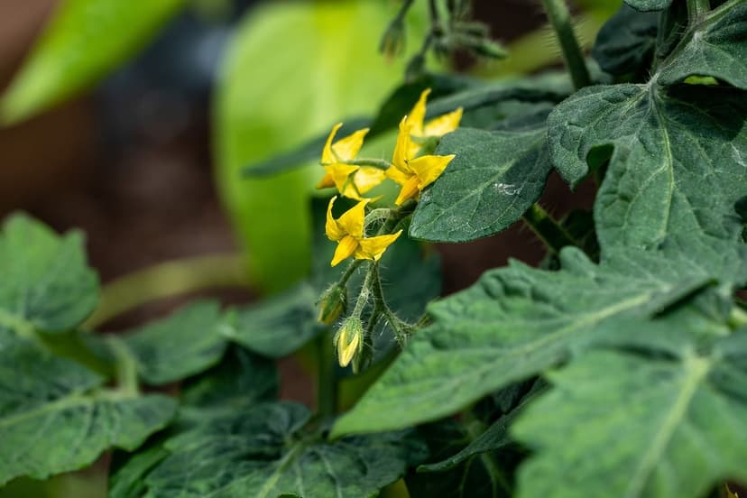 Benefícios de Algas Unicelulares no Tomate