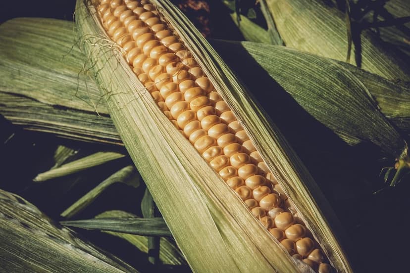 Micro-organismes du sol dans l'agriculture régénérative