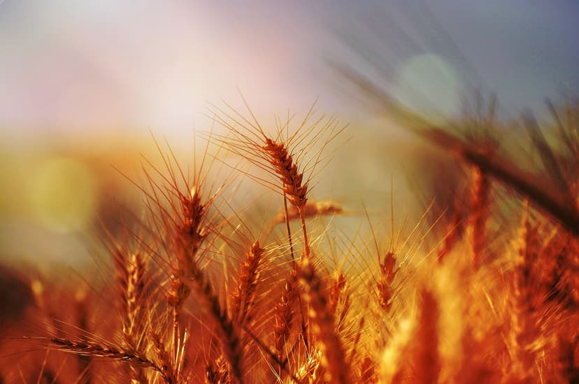 Trends Bioprotektoren Tropische Kulturen 2026