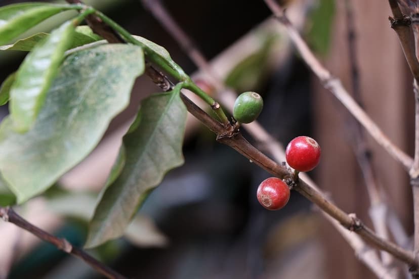Micronutrienti nei Frutti di Bosco Sani: La Loro Importanza