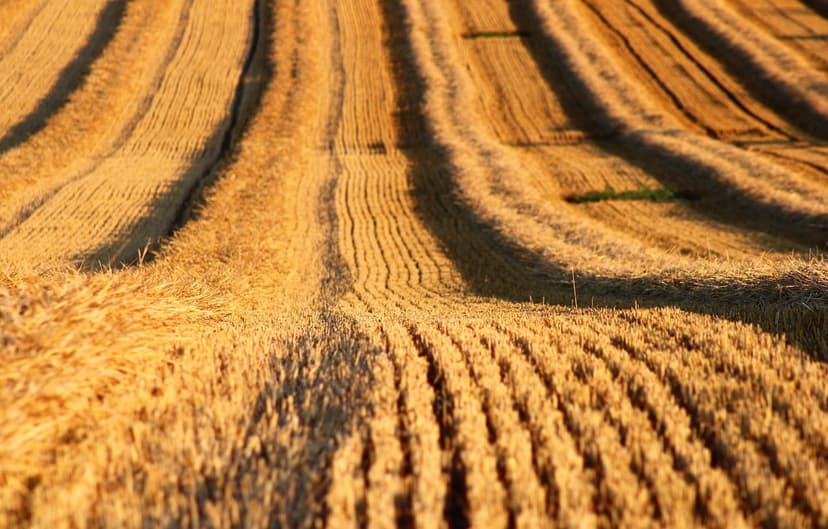 Fertilizantes Orgánicos: La Guía Definitiva para Nutrir tus Cultivos d