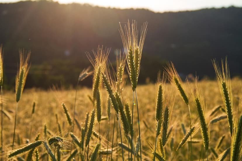 Avantages des Biostimulants dans les Cultures Européennes