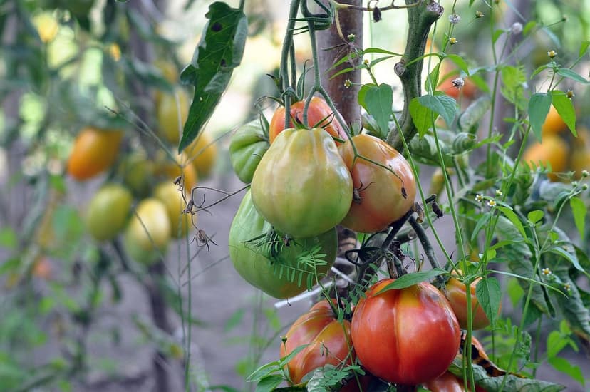 Strategie di Irrigazione Efficienti per Biostimolanti nel Pomodoro