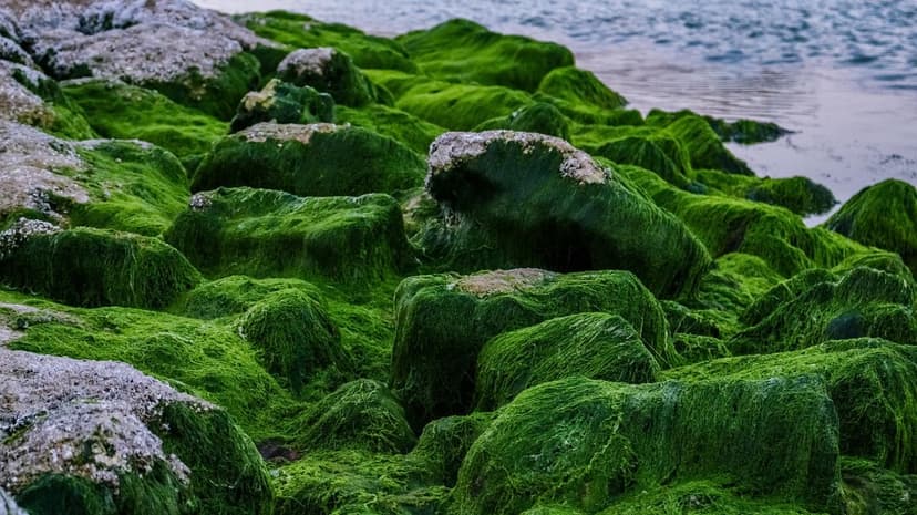Nitrogen and Unicellular Algae in Agriculture