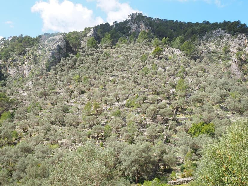Uso de Bioestimulantes en el Control de Plagas en Olivos
