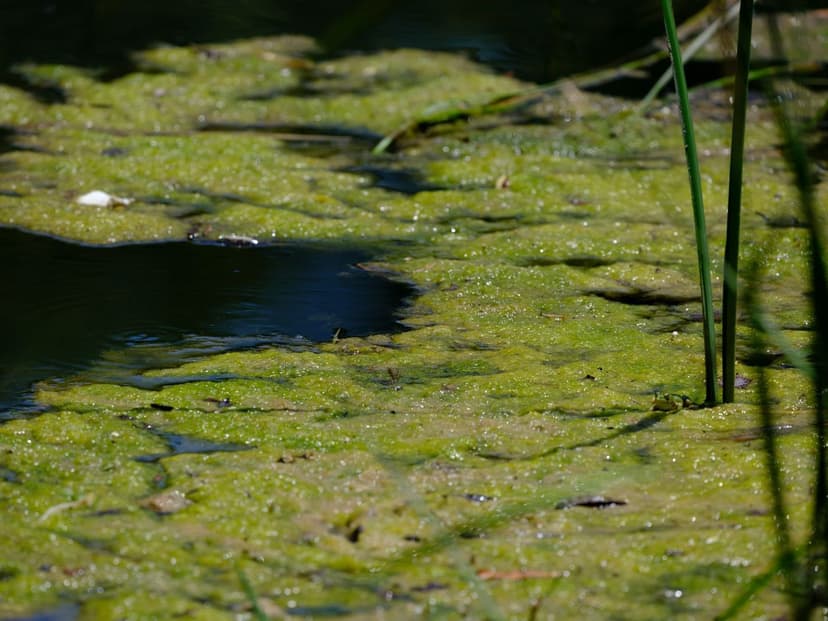 Algas Unicelulares vs Algas Marinhas como Bioestimulante