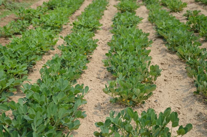 Soil microorganisms: improve fertility