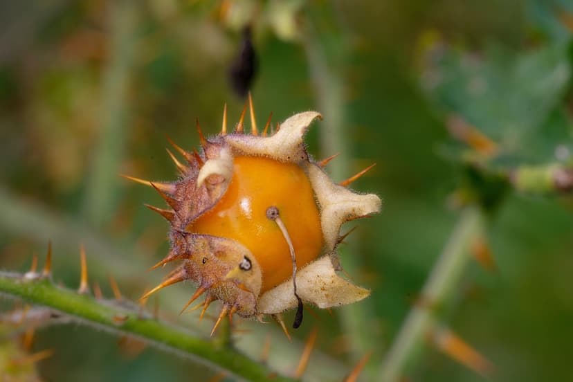 Biostimulants pour tomate : quand appliquer et dosage