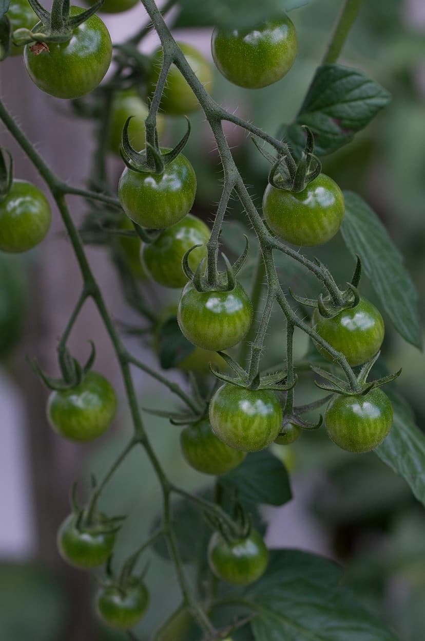 Physiological mechanisms of heat damage in tomato