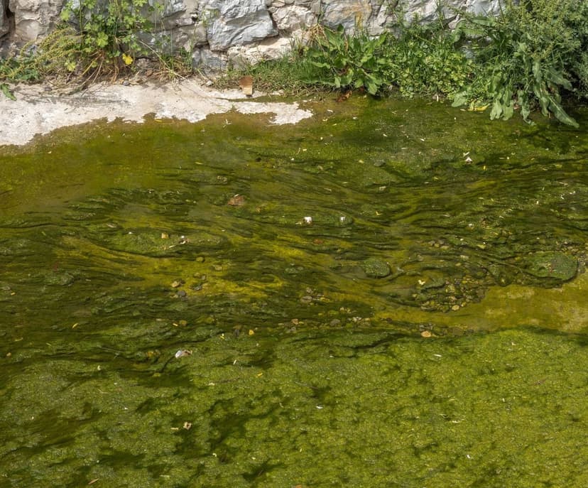 Alga unicelular: guía completa 2026 para agricultura