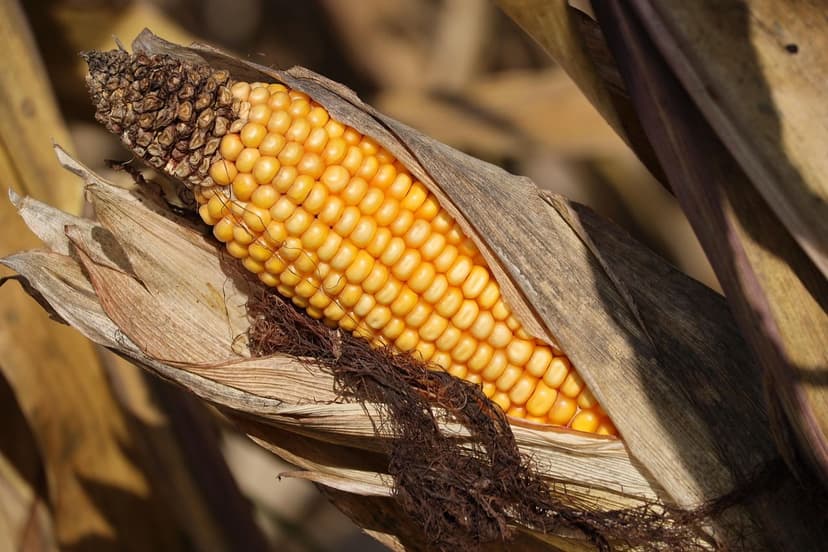 Guía Práctica para Usar Bioprotectores en Cultivos de Trigo