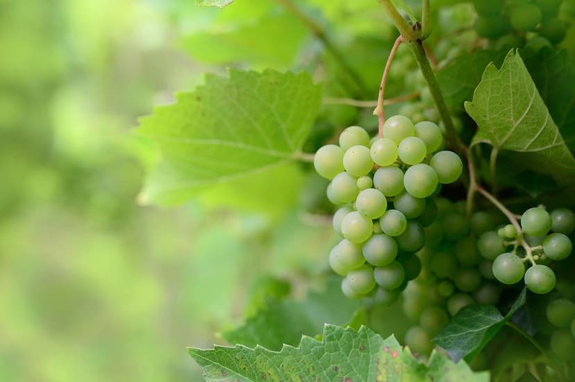 Alghe Unicellulari nel Suolo: Benefici e Funzioni