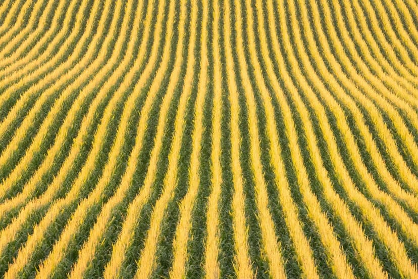 Bioestimulantes para Maíz que Mejoran el Rendimiento