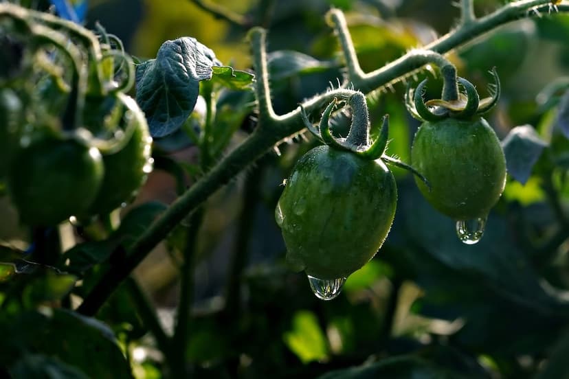 Bioestimulantes para tomate: aplicação, dosagem e resultados