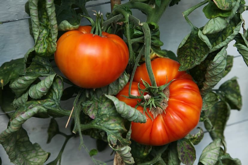 Utilisation de biostimulants dans la production de tomates biologiques
