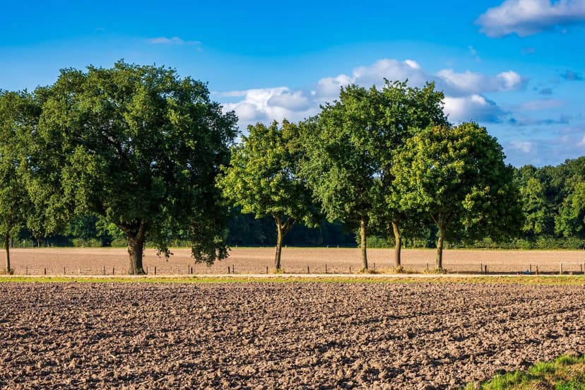 Bioestimulantes para Aguacate: Guía Técnica por Fase Fenológica para E