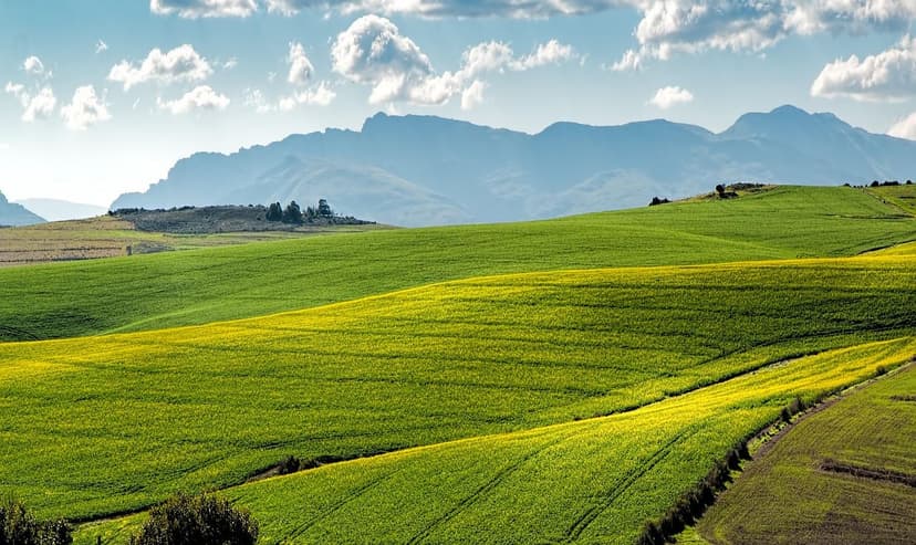 Biostimulant Benefits on Olive Oil Quality