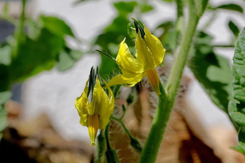 Bioestimulantes para Tomates en Colombia: Aumenta Producción