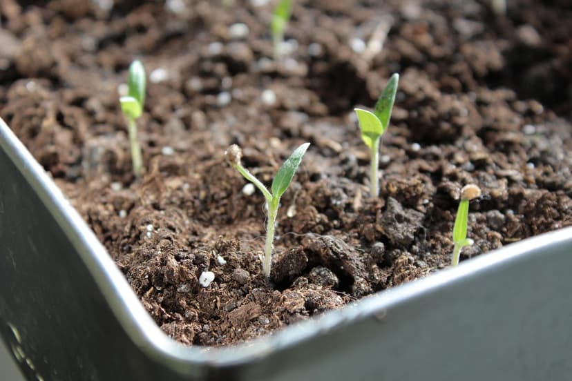 Biostimulants pour la Tomate : Application et Résultats