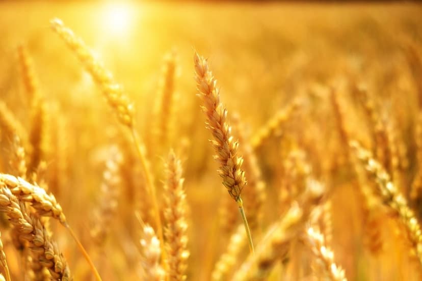 ECOGANIC NANOTECNOLOGIA nel riso in Vietnam: +16% di produzione nel de