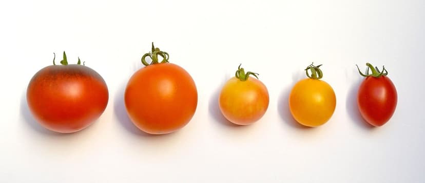 Biostimulants et croissance racinaire de la tomate