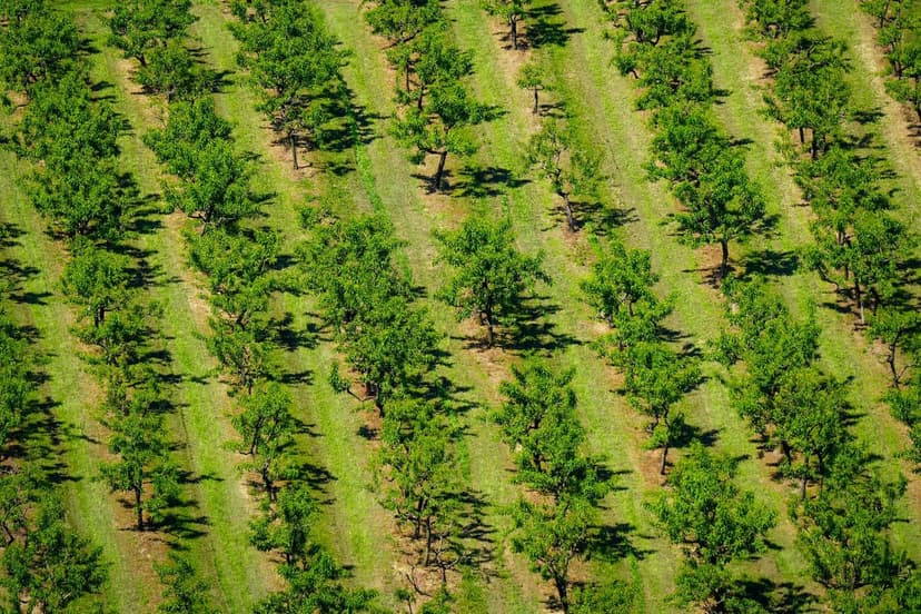 Técnicas de Aplicação de Bioestimulantes em Frutíferas