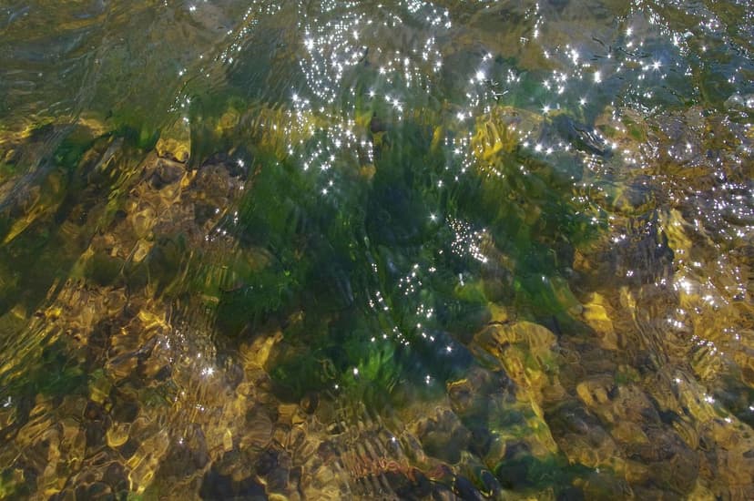 Azoto e Alghe Unicellulari in Agricoltura
