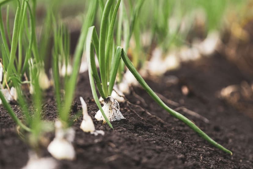 Vorteile von Bioprotektoren im Anbau tropischer Früchte