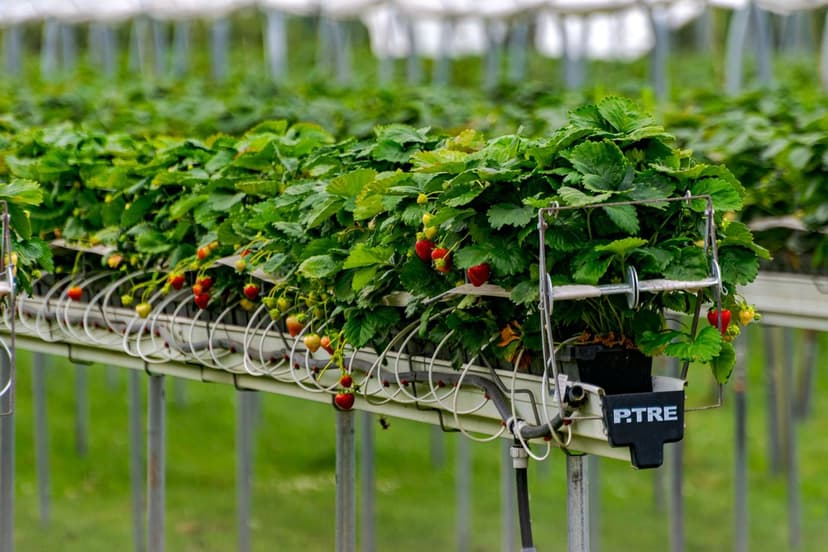 Calibre en berries: la nueva conversación agronómica