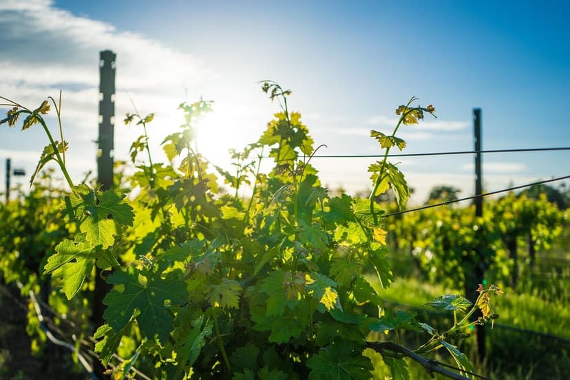 Foire Aux Questions sur les Biostimulants en Vigne