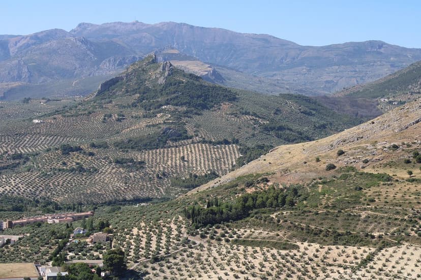 Bioestimulantes Olivo Absorción Radicular y Rendimiento