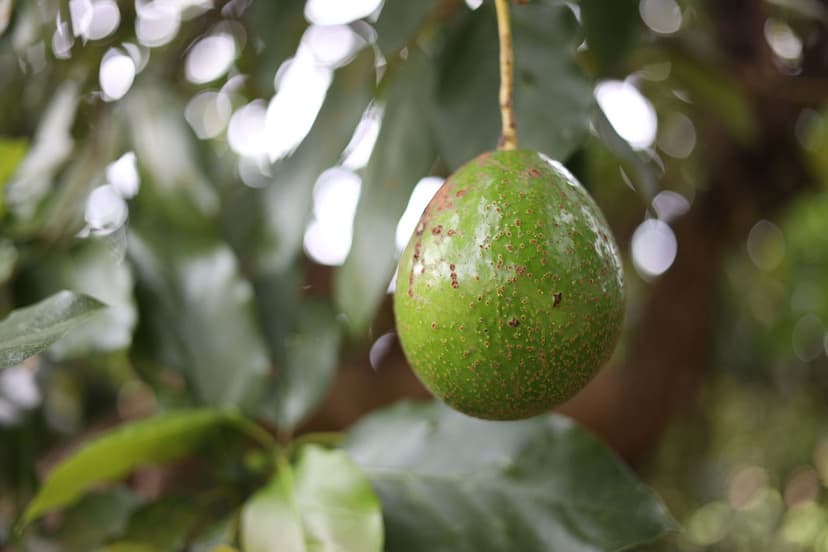 Phytophthora nell'avocado biologico: gestione integrata