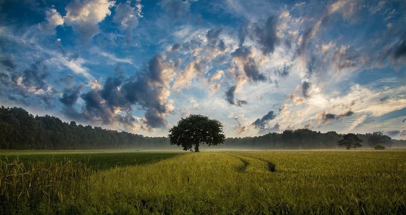 Fertilizzanti Biologici, Organici ed Ecologici: Alternative Sostenibil