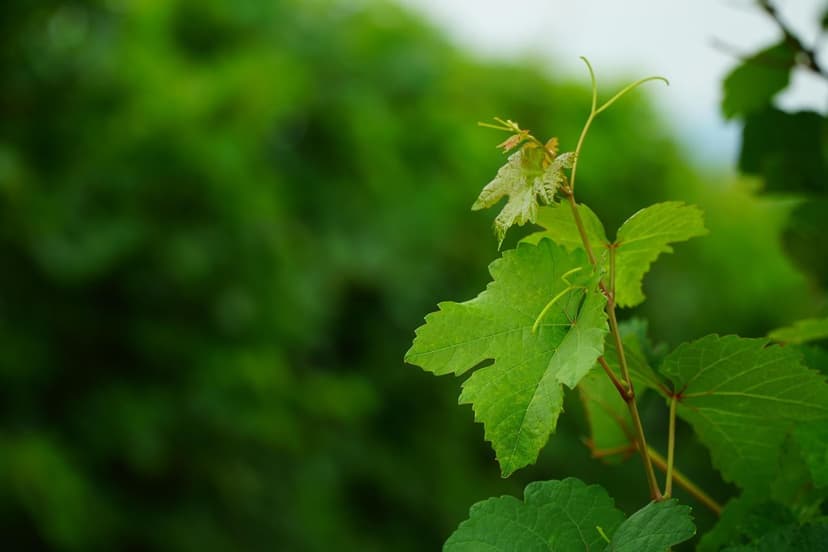 Biostimulants pour Vigne et Raisin : Guide Technique par Phénologie po