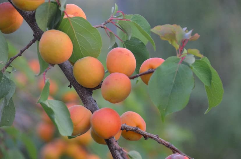 Ecoganic Revoluciona la Agricultura y Expande su Presencia en Latinoam