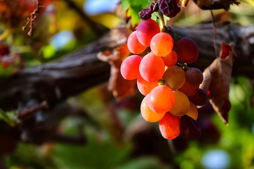 Foire Aux Questions sur les Biostimulants en Vigne