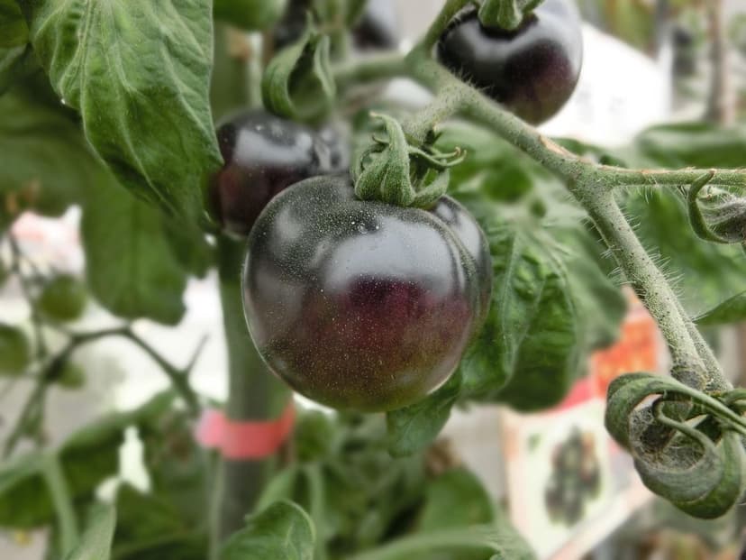 Come Correggere la Carenza di Azoto nel Pomodoro